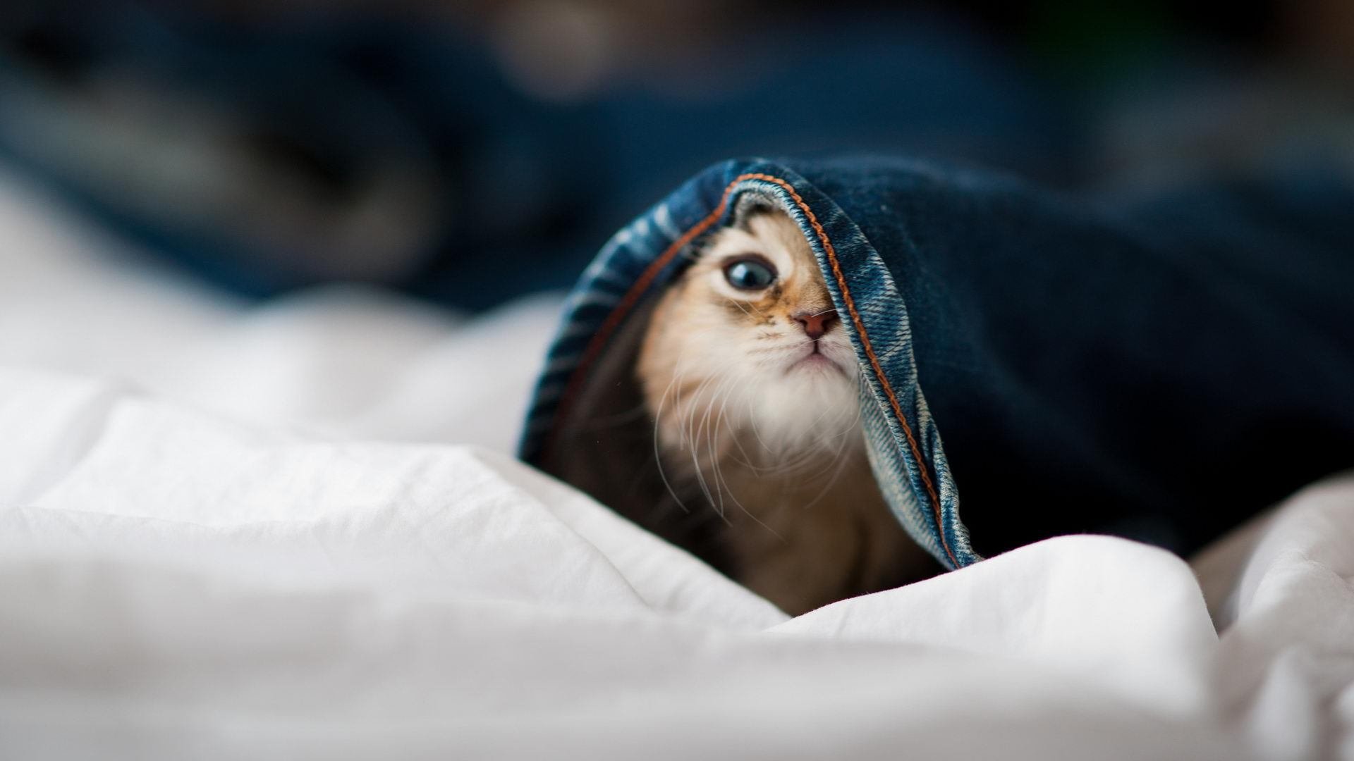 拜仁中场防守拦截成功率极高,拜仁中场球员