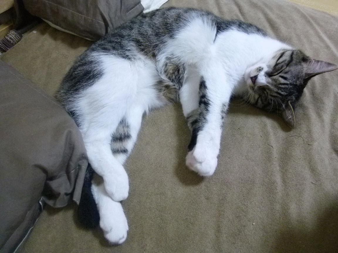 转换节奏断裂时教练应否立即调整战术模式,节奏转换的形式