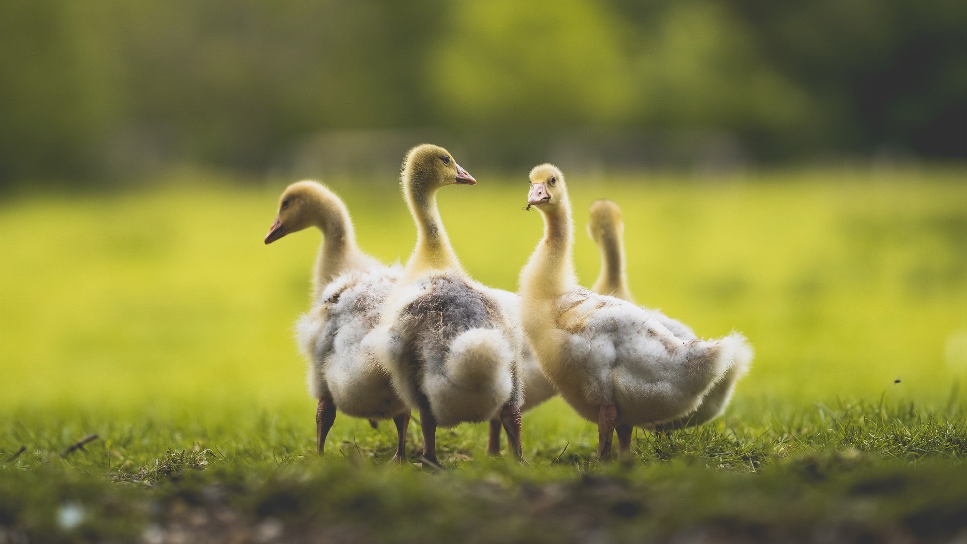 爱游戏ayx-青训对技术动作标准化教学是否系统，青训的重要性