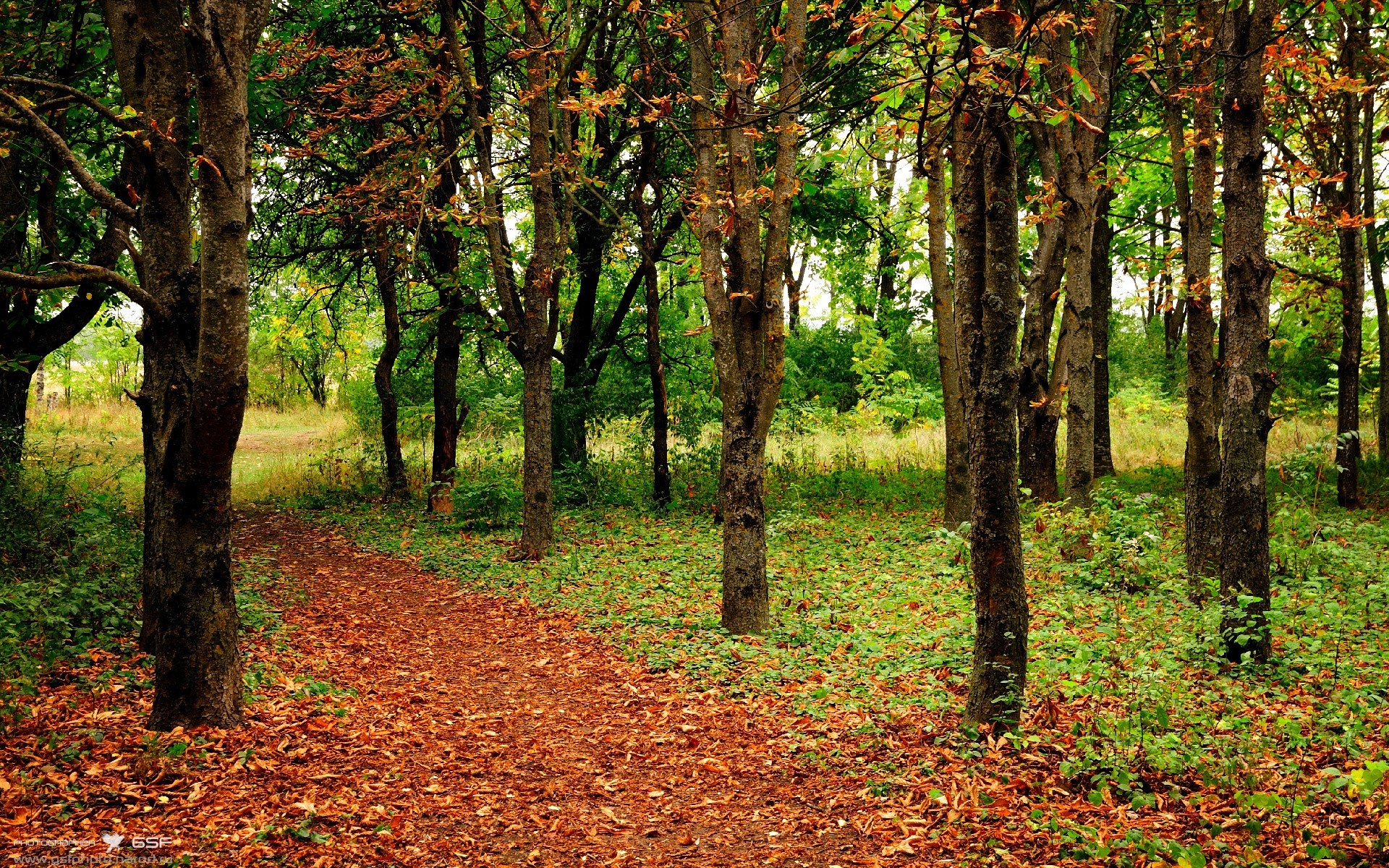 希腊男篮在欧洲锦标赛中表现出色,夺冠在望,希腊男篮实力如何