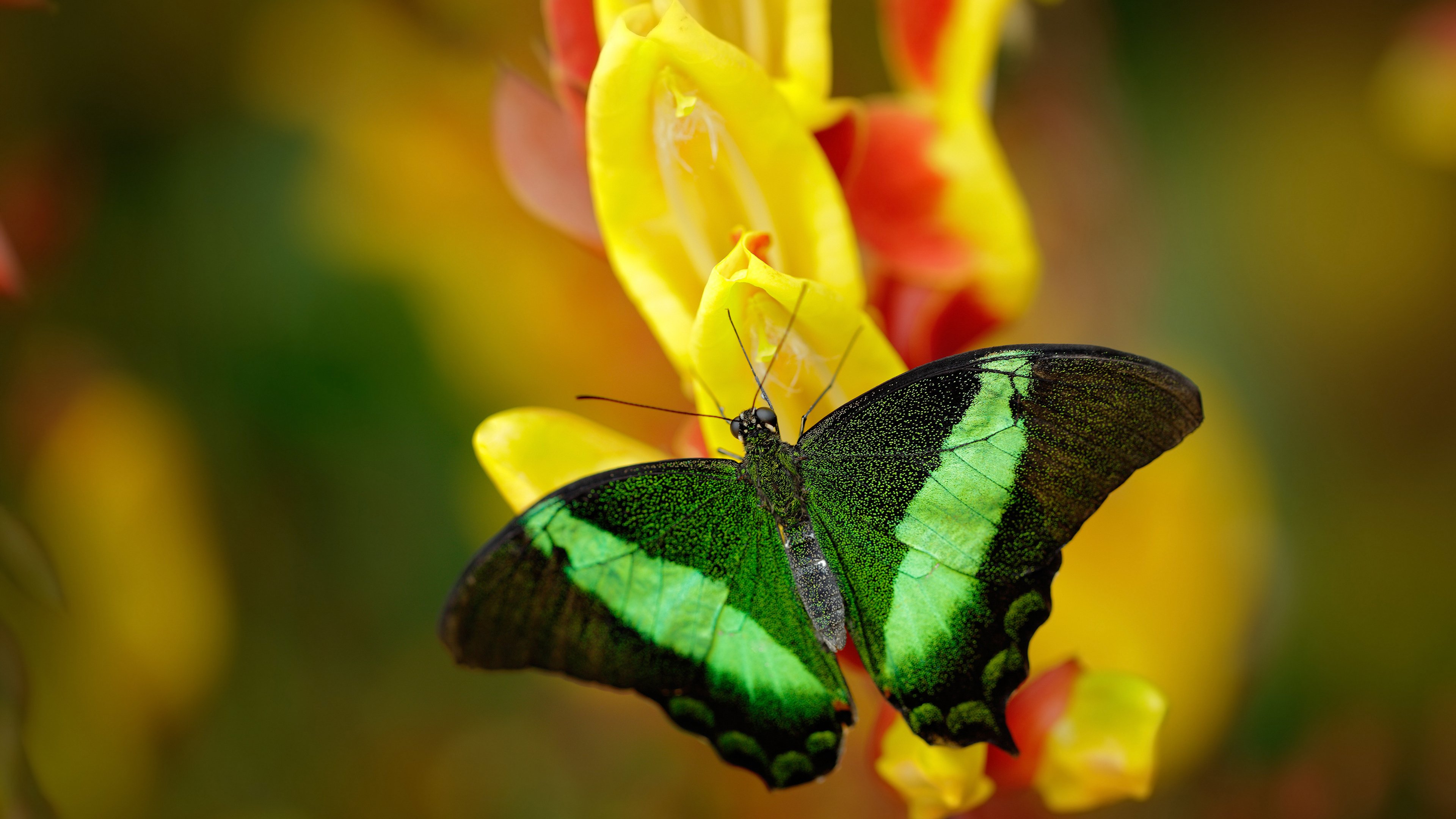 皮特·卡普尔精准的传球与突破，带领袋鼠队迅速转守为攻，皮得皮尔特